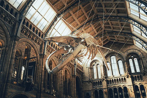 Natural History Museum